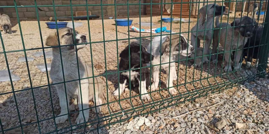 Elbistan’da Sokak Köpekleri Barınakta Misafir Ediliyor