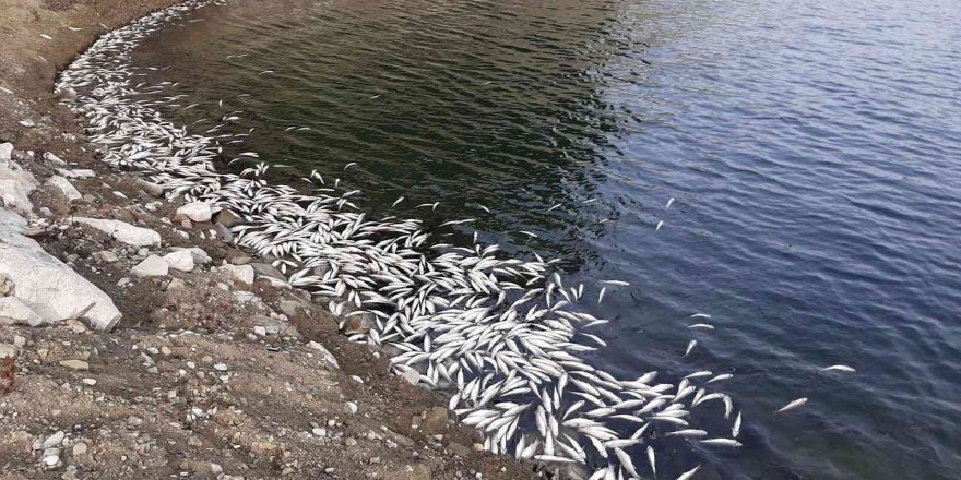 Aslantaş Barajı’nda Korkutan Tablo... Binlerce Ölü Balık Kıyıya Vurdu