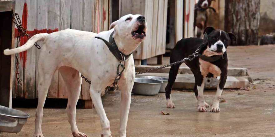 Antalya Sokak Hayvanları Bakımevi 100’e Yakın Pitbull Ve Dogo Arjantin Köpeklerine Ev Sahipliği Yapıyor