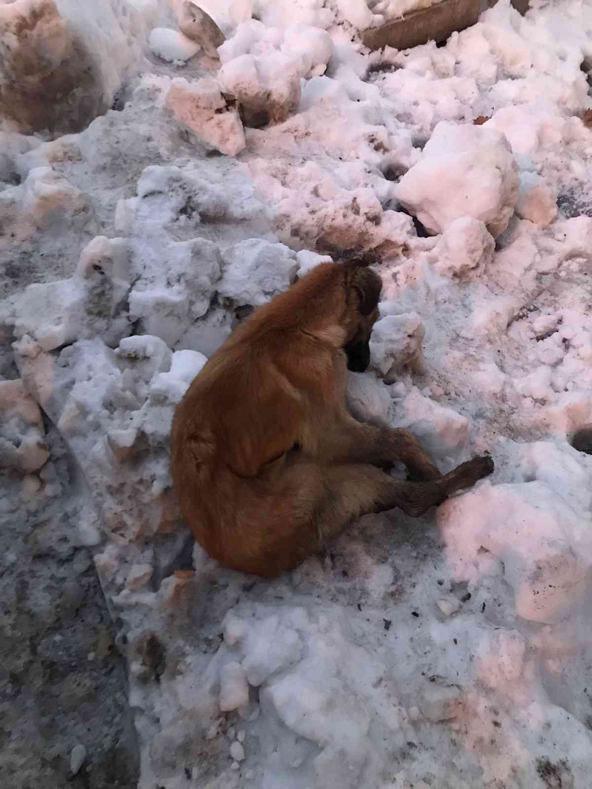 Kahramanmaraş'ta Aşırı Soğuk Hava ve Donlar ile Sokak Köpekleri Yaşamını Yitirdi