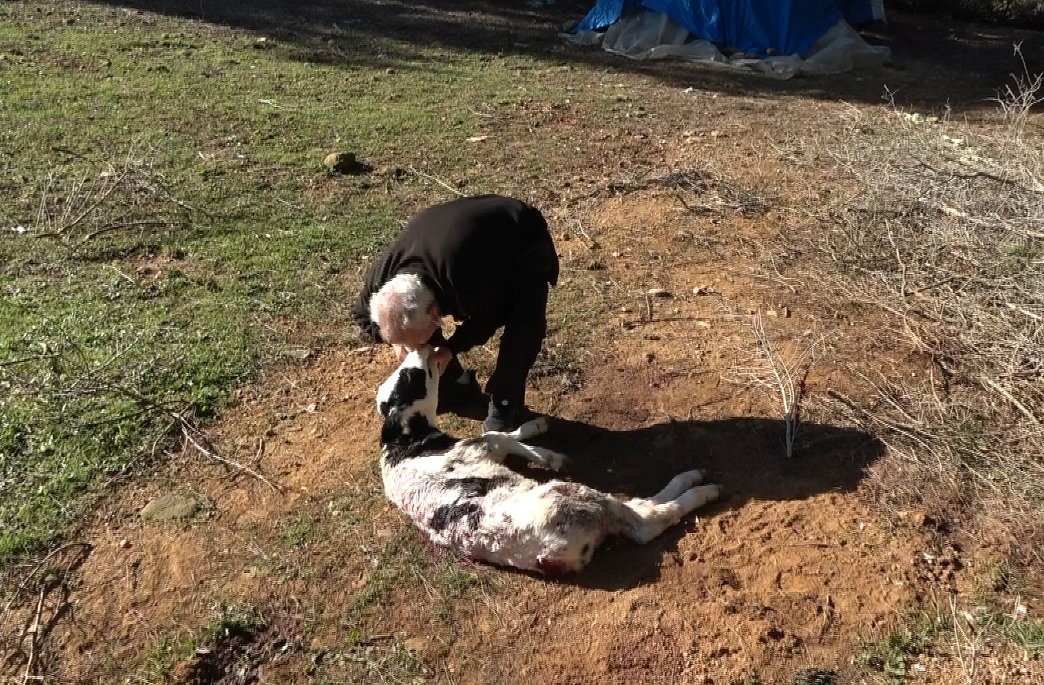 Aç Köpekler Yeni Doğan Buzağı'yı Telef Etti