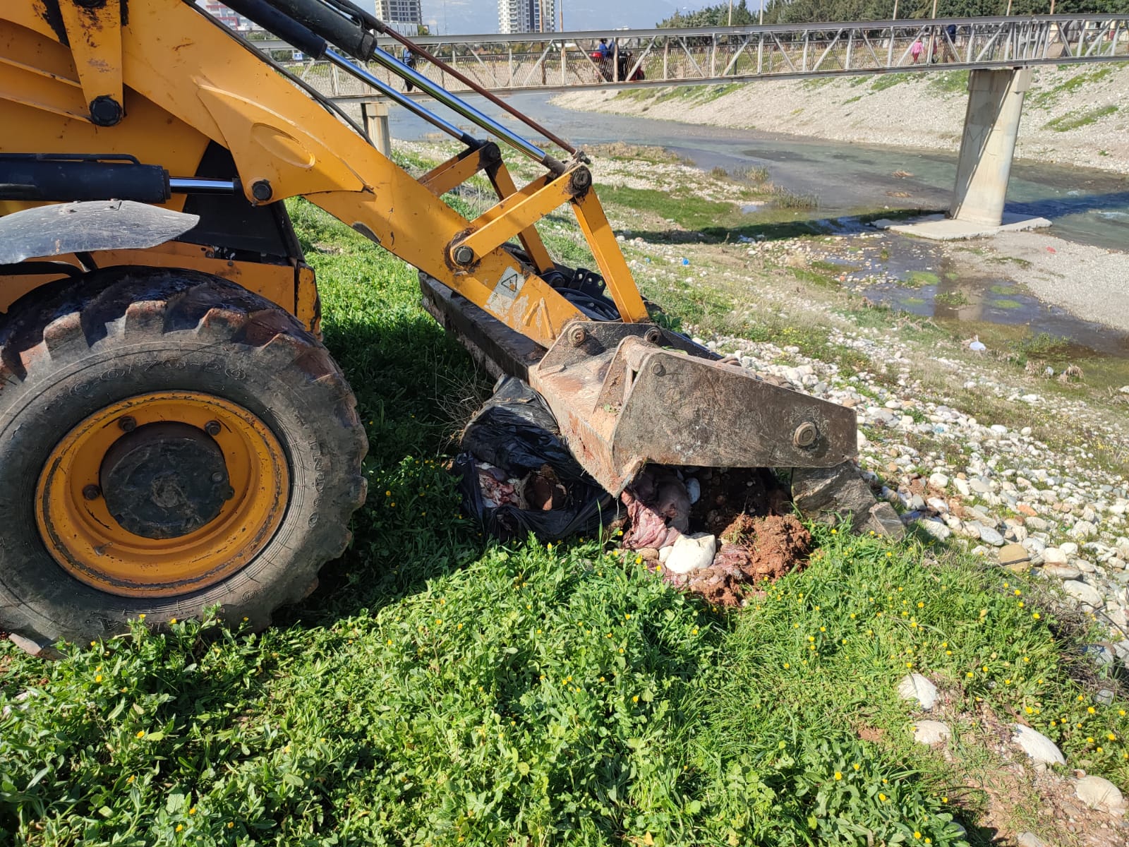 Dere yatağına atılan etler Yenişehir Belediyesi tarafından imha edildi