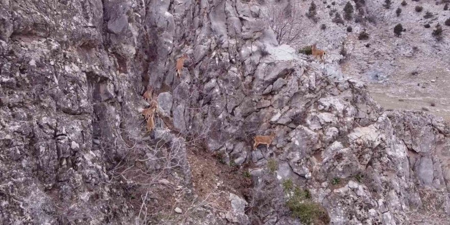 Toros Dağları’ndaki Dağ Keçisi Sürüsü Dron İle Görüntülendi