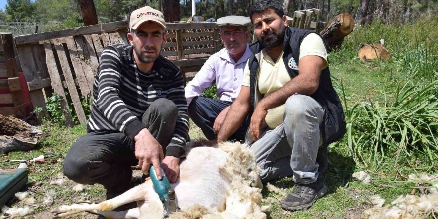 Koyun Kırkma İşinden Günlük 2 Bin Tl Kazanıyor
