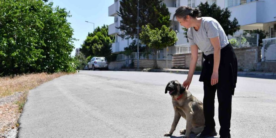Dere Yatağında Mahsur Kalan Köpekleri Konyaaltı Belediyesi Kurtardı