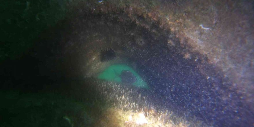Mersin’de Denize Bırakılan Yapay Resiflerde Canlı Yaşam Başladı