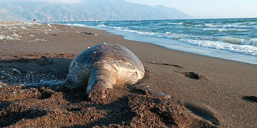 Hatay’da 2 Deniz Kaplumbağası Sahile Vurdu