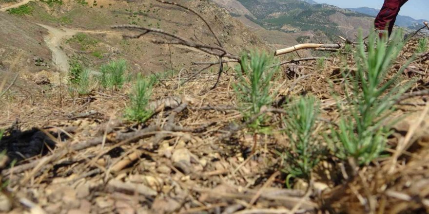 9 Ton Tohum Serpilmişti, Adana’da Yanan Ormanlık Alan Yeşeriyor