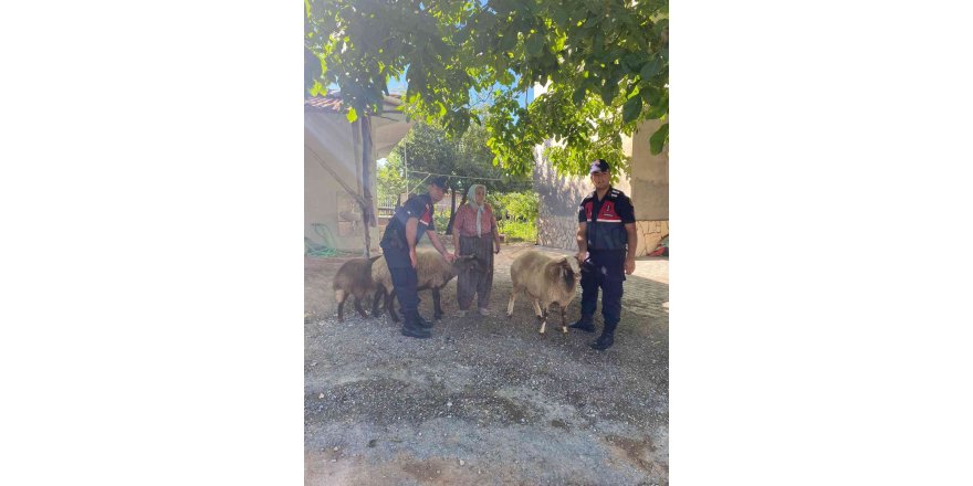 Kaybolan Koyunlarını Jandarma Buldu