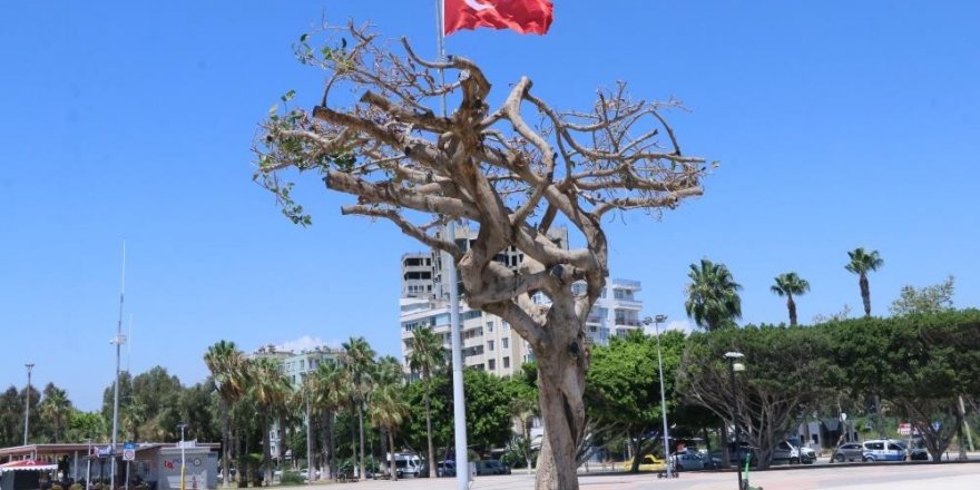 Mersin Büyükşehir Belediyesi’nden ’ağaç’ Açıklaması