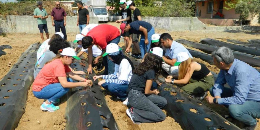Öğrenciler Okulun Bahçesine Çilek Fidesi Dikti