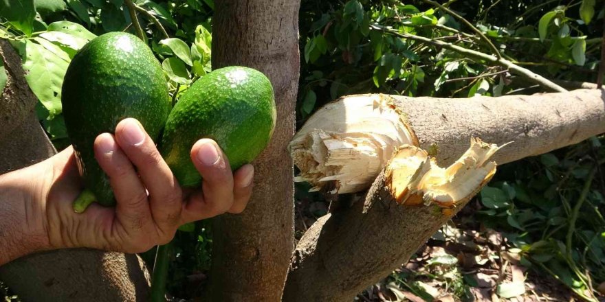 10 Yıllık Emek Gitti: Avokado Hırsızları Ağacı Baltayla Kesti