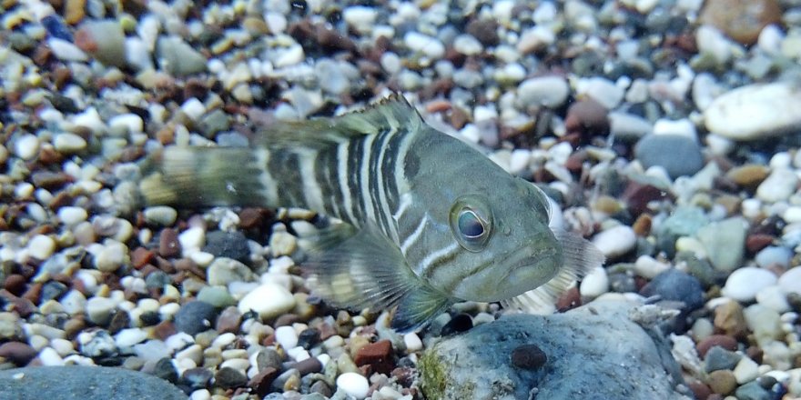 Av Yasağı Etkisini Gösterdi, Antalya Körfezi’nde Her Taşın Altından ‘lagos’ Balığının Yavrusu Çıkıyor