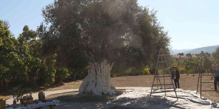 Bin 300 Yıllık Zeytin Ağacı 250 Kilo Ürün Verdi