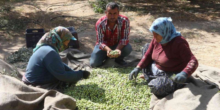 Mersin’de Zeytin Üreticileri Hasat İçin İşçi Bulamıyor