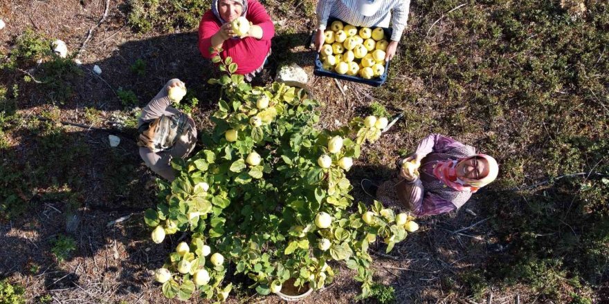 Atıl Arazi Genç Çiftçi İle Tarıma Kazandırıldı, Her Bir Ağacı 25-30 Kilo Meyve Veriyor