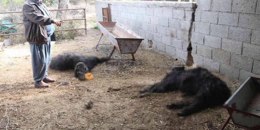 Mersin’de Başıboş Köpek Dehşeti: Ağıldaki Keçileri Telef Ettiler