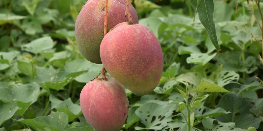 Bir Ağacından 190 Bin Tl Gelir Sağlanan Mango Üreticinin Yeni Gözdesi