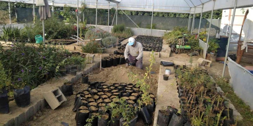 Samandağ Belediyesi Süs Bitkilerini Kendi Üretiyor