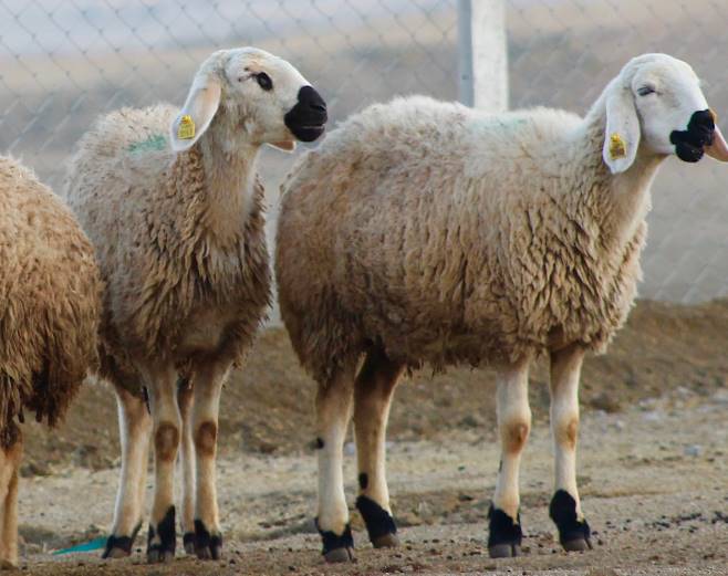 Adaklık Koyun Seçerken Dikkate Alınması Gerekenler