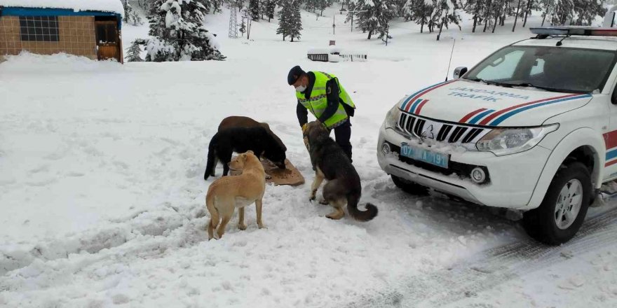 Kar Yağışında Etkilenen Hayvanların Yardımına Jandarma Koştu