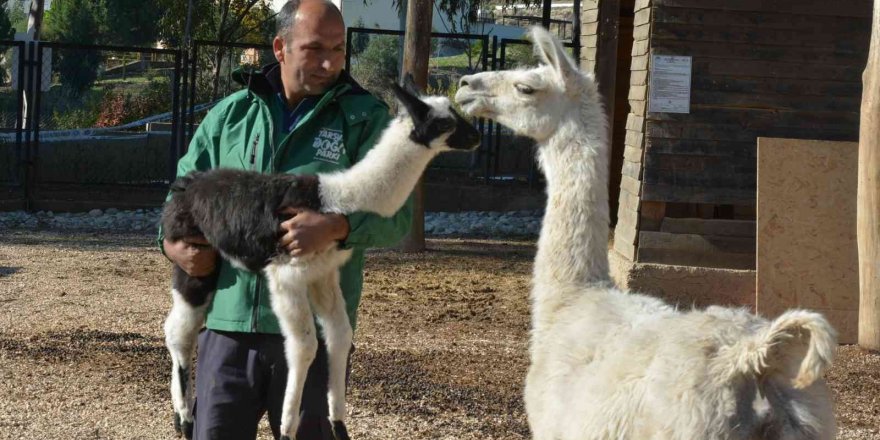 Sevimli Minik Lama, Tarsus Doğa Parkında Hayata ‘merhaba’ Dedi
