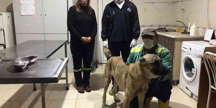 Tarsus Belediyesi, O Köpeği Bulup Koruma Altına Aldı
