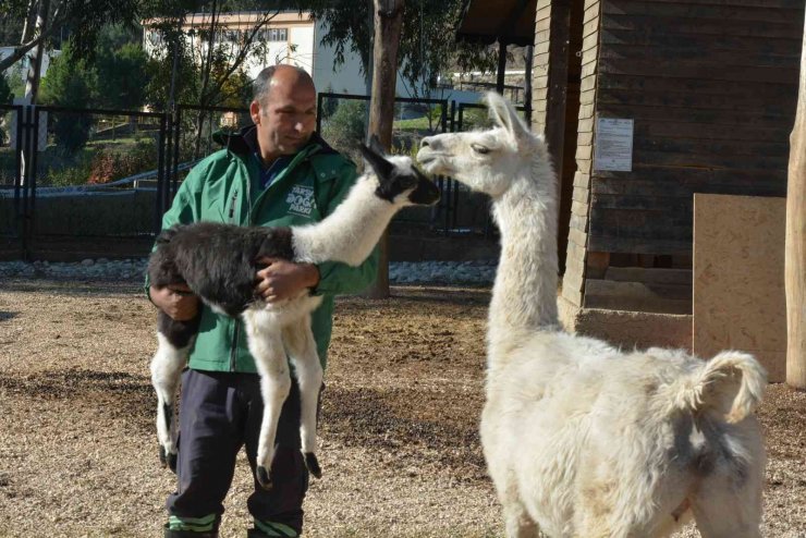 Sevimli Minik Lama, Tarsus Doğa Parkında Hayata ‘merhaba’ Dedi