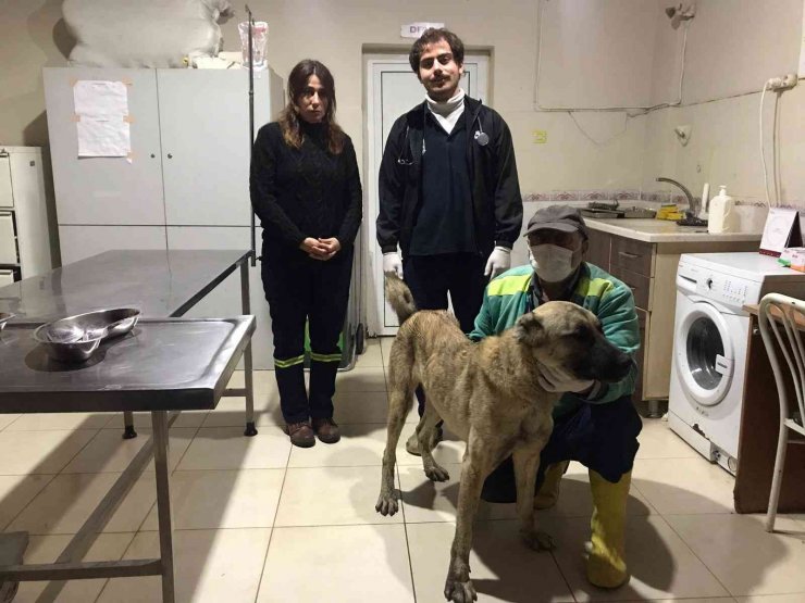 Tarsus Belediyesi, O Köpeği Bulup Koruma Altına Aldı