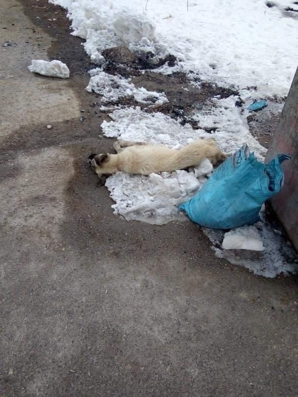 Kahramanmaraş'ta Aşırı Soğuk Hava ve Donlar ile Sokak Köpekleri Yaşamını Yitirdi