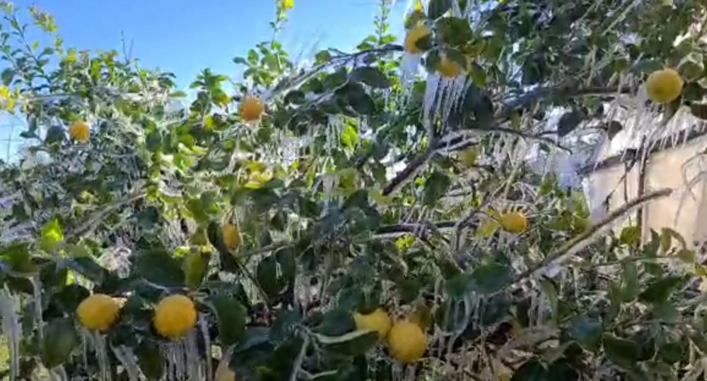 Antalya'da Hava Eksiye Düştü Limon Ağaçları Buz Tuttu