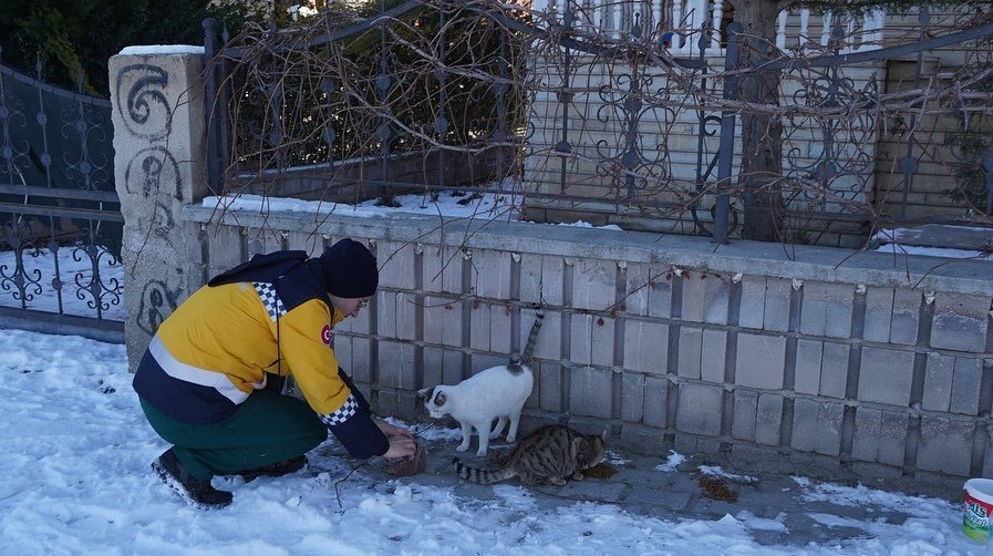 Isparta'da Soğuk Havada Donmaya Yüz Tutan Sokak Hayvalarına Belediye'den Yardım