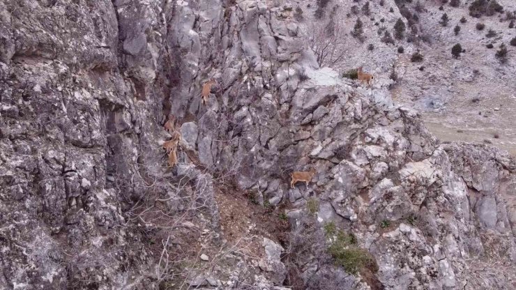 Toros Dağları’ndaki Dağ Keçisi Sürüsü Dron İle Görüntülendi