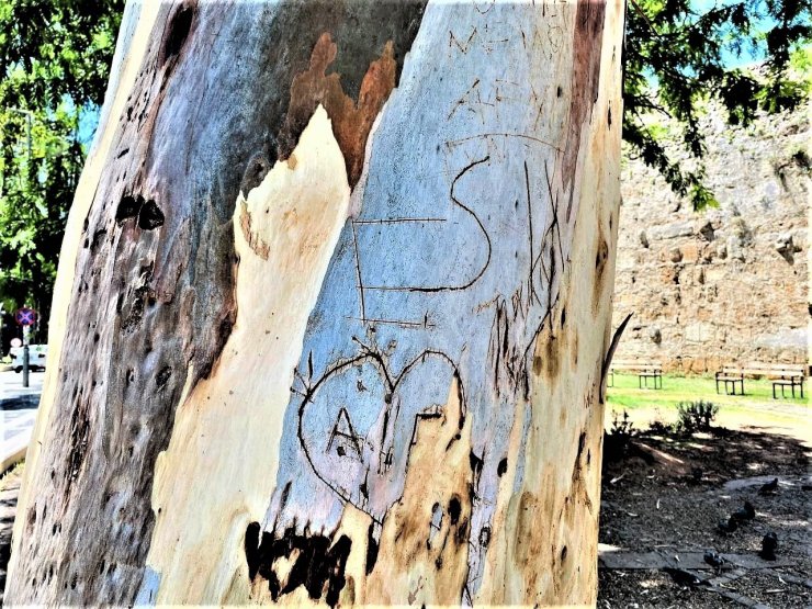 Tarihi Hadrianus Kapısı’nın Yanında Bulunan Asırlık Okaliptus Ağacına ’aşk’ Tahribatı