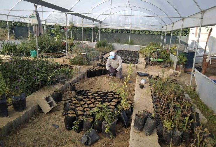 Samandağ Belediyesi Süs Bitkilerini Kendi Üretiyor